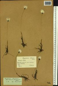 Eriophorum scheuchzeri Hoppe, Siberia, Western (Kazakhstan) Altai Mountains (S2a) (Kazakhstan)