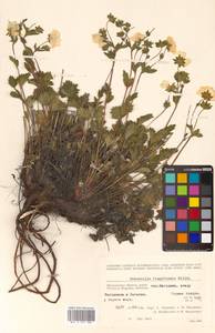 Potentilla fragiformis Willd. ex D. F. K. Schltdl., Siberia, Chukotka & Kamchatka (S7) (Russia)