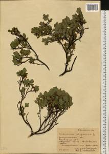 Vaccinium uliginosum L., Eastern Europe, West Ukrainian region (E13) (Ukraine)