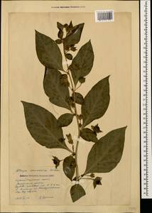 Atropa belladonna L., Caucasus, Krasnodar Krai & Adygea (K1a) (Russia)