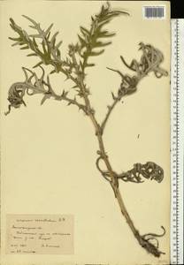 Lophiolepis serrulata (M. Bieb.) Del Guacchio, Bures, Iamonico & P. Caputo, Eastern Europe, Lower Volga region (E9) (Russia)