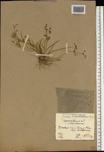 Juncus articulatus L., Eastern Europe, North Ukrainian region (E11) (Ukraine)