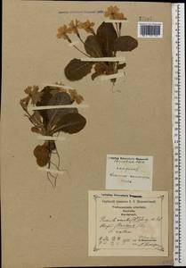 Primula vulgaris subsp. rubra (Sm.) Arcang., Caucasus, Georgia (K4) (Georgia)