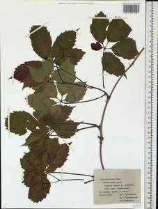 Parthenocissus quinquefolia (L.) Planch., Eastern Europe, Central forest-and-steppe region (E6) (Russia)