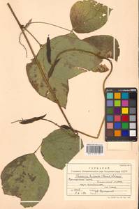 Pueraria montana var. lobata (Willd.) Maesen & S.M.Almeida ex Sanjappa & Predeep, Siberia, Russian Far East (S6) (Russia)