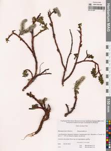 Salix arctica Pall., Siberia, Chukotka & Kamchatka (S7) (Russia)