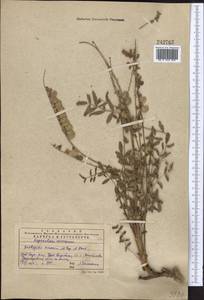 Onobrychis amoena Popov & Vved., Middle Asia, Western Tian Shan & Karatau (M3) (Kazakhstan)