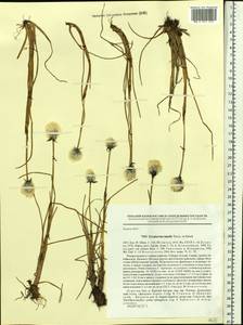 Eriophorum humile Turcz., Siberia, Baikal & Transbaikal region (S4) (Russia)