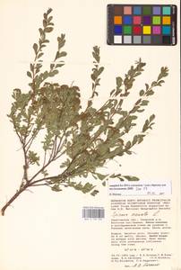 Spiraea crenata L., Eastern Europe, Lower Volga region (E9) (Russia)