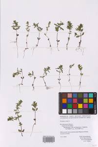 Veronica verna L., Eastern Europe, Central forest-and-steppe region (E6) (Russia)