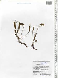 Campanula dasyantha M.Bieb., Siberia, Baikal & Transbaikal region (S4) (Russia)