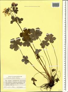 Geranium renardii Trautv. in Trautv., Regel, Maxim. & C. Winkl., Caucasus, Stavropol Krai, Karachay-Cherkessia & Kabardino-Balkaria (K1b) (Russia)