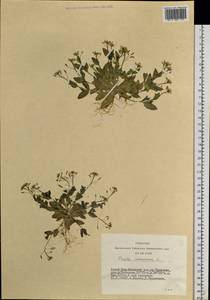 Draba nemorosa L., Siberia, Altai & Sayany Mountains (S2) (Russia)