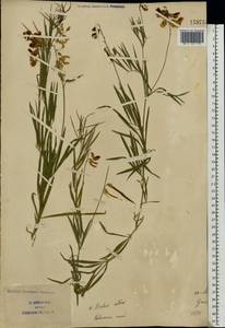 Lathyrus pannonicus (Jacq.) Garcke, Eastern Europe, South Ukrainian region (E12) (Ukraine)