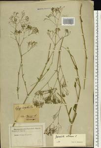 Gypsophila altissima L., Eastern Europe, North Ukrainian region (E11) (Ukraine)