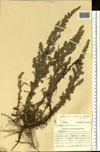 Artemisia scoparia Waldst. & Kit., Siberia, Altai & Sayany Mountains (S2) (Russia)