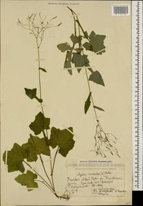 Mycelis muralis (L.) Dumort., Caucasus, Georgia (K4) (Georgia)