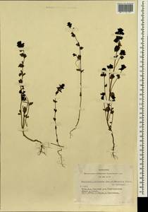 Euphrasia pectinata subsp. pectinata, Siberia, Altai & Sayany Mountains (S2) (Russia)