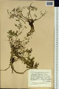 Astragalus kolymensis Jurtz., Siberia, Chukotka & Kamchatka (S7) (Russia)
