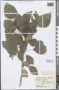 Populus, Middle Asia, Caspian Ustyurt & Northern Aralia (M8) (Kazakhstan)