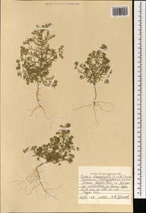 Grubovia dasyphylla (Fisch. & C. A. Mey.) Freitag & G. Kadereit, Mongolia (MONG) (Mongolia)