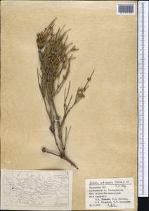 Ephedra intermedia Schrenk & C.A.Mey., Middle Asia, Pamir & Pamiro-Alai (M2) (Tajikistan)