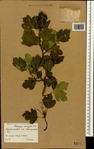 Crataegus monogyna Jacq., Caucasus, Stavropol Krai, Karachay-Cherkessia & Kabardino-Balkaria (K1b) (Russia)