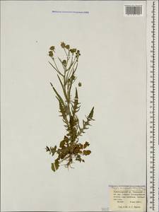 Crepis marschallii (C. A. Mey.) Sch. Bip., Caucasus, Krasnodar Krai & Adygea (K1a) (Russia)