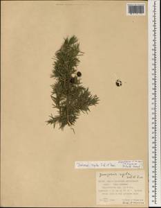 Juniperus rigida Siebold & Zucc., South Asia, South Asia (Asia outside ex-Soviet states and Mongolia) (ASIA) (China)