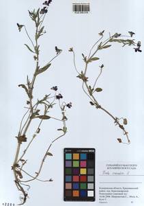 Viola tricolor L., Siberia, Altai & Sayany Mountains (S2) (Russia)