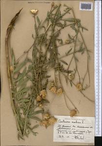 Centaurea adpressa Ledeb., Middle Asia, Caspian Ustyurt & Northern Aralia (M8) (Kazakhstan)