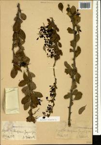 Berberis vulgaris L., Caucasus, Georgia (K4) (Georgia)