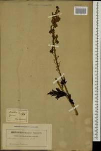Aconitum orientale Mill., Caucasus, Georgia (K4) (Georgia)