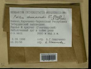 Pohlia drummondii (Müll. Hal.) A.L. Andrews, Bryophytes, Bryophytes - North Caucasus & Ciscaucasia (B12) (Russia)