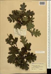 Quercus robur L., Caucasus, Stavropol Krai, Karachay-Cherkessia & Kabardino-Balkaria (K1b) (Russia)