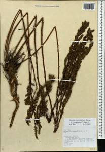 Artemisia marschalliana Spreng., Eastern Europe, Central region (E4) (Russia)