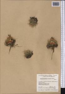 Escobaria vivipara (Nutt.) Buxb., America (AMER) (Canada)