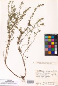Satureja mutica Fisch. & C.A.Mey., Caucasus, Georgia (K4) (Georgia)