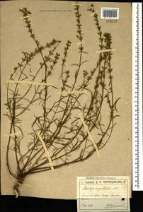 Stachys angustifolia M.Bieb., Crimea (KRYM) (Russia)