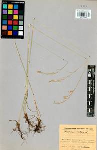 Festuca rubra L., Siberia, Baikal & Transbaikal region (S4) (Russia)