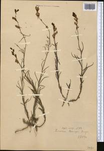 Linaria bungei Kuprian., Middle Asia, Northern & Central Tian Shan (M4) (Kazakhstan)