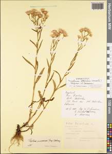 Tripolium pannonicum (Jacq.) Dobrocz., Eastern Europe, Central forest-and-steppe region (E6) (Russia)
