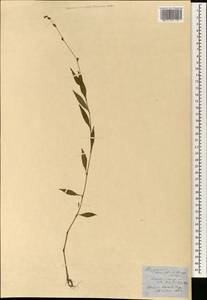 Persicaria longiseta (Bruyn) Kitag., South Asia, South Asia (Asia outside ex-Soviet states and Mongolia) (ASIA) (China)