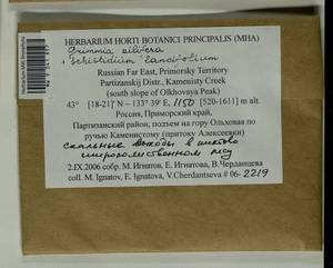 Grimmia pilifera P. Beauv., Bryophytes, Bryophytes - Russian Far East (excl. Chukotka & Kamchatka) (B20) (Russia)