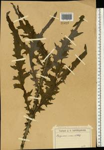 Cirsium palustre (L.) Scop., Eastern Europe, Moscow region (E4a) (Russia)