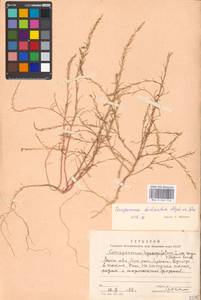 Corispermum declinatum Steph. ex Stev., Eastern Europe, Moscow region (E4a) (Russia)