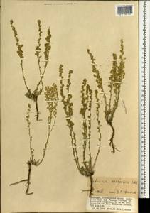 Artemisia caespitosa Ledeb., Mongolia (MONG) (Mongolia)
