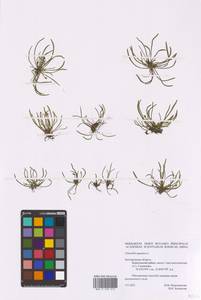 Limosella aquatica L., Eastern Europe, Central forest-and-steppe region (E6) (Russia)