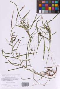 Potamogeton compressus L., Eastern Europe, Moscow region (E4a) (Russia)