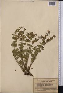 Lophanthus tschimganicus Lipsky, Middle Asia, Western Tian Shan & Karatau (M3) (Kyrgyzstan)
